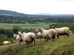 Sheep . Bredwardine, England