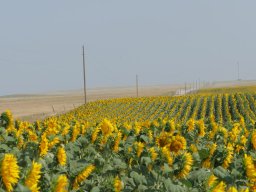 Field of Sunflowers - South Dakota