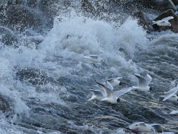 Seaguls